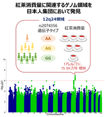 紅茶の消費量に関連する遺伝子領域を日本人集団において発見