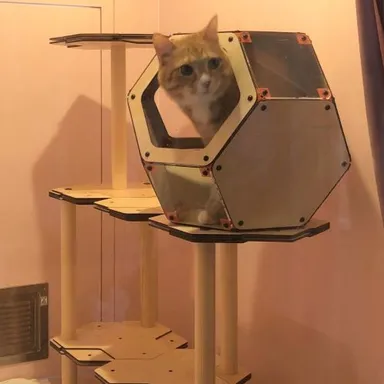 にゃんこカプセル使用例