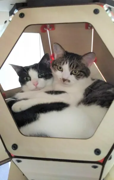 にゃんこカプセルに二匹で入ると特に可愛いです