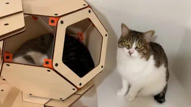 にゃんこカプセルが取り合いになることも