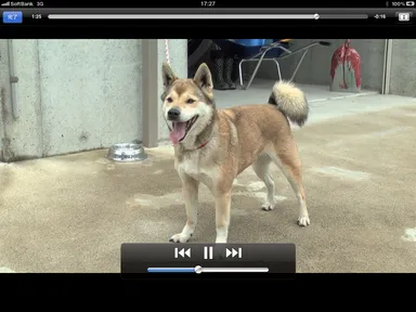 現在のマリの姿を動画で