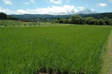 天寿酒米研究会契約栽培米圃場