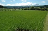 天寿酒米研究会契約栽培米圃場