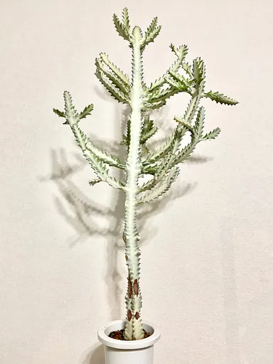 ボタニカルライフ植物市イメージ3