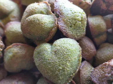 おすすめの抹茶フィナンシェ