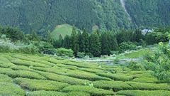 茶園の風景