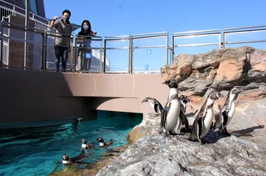 『ペンギンたちへプレゼント』1　※画像はイメージです。