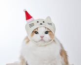 (猫)サンタ帽子
