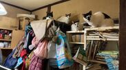 多頭飼育崩壊の猫40頭の譲渡会を11月22日緊急開催　12月末が“いのち”のタイムリミット！