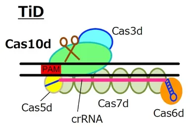 図1. 新しいゲノム編集技術 “TiD”の模式図.