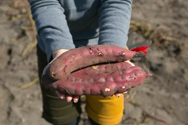 宮城県産『伊達娘さつまいも蔵出し金時』を使用