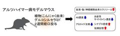 植物(こんにゃく由来)グルコシルセラミド経口投与のアルツハイマー病モデルマウスにおける認知症予防効果