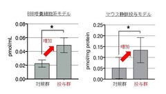 植物性セラミド投与前後の脳内の植物性セラミド量の変化