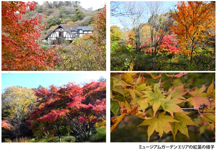 六甲オルゴールミュージアム
ミュージアムガーデンの紅葉が見頃です！