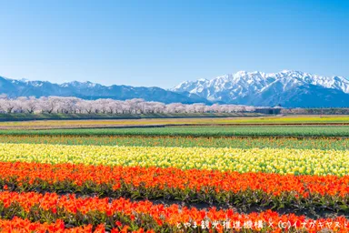 富山県朝日(春の四重奏)