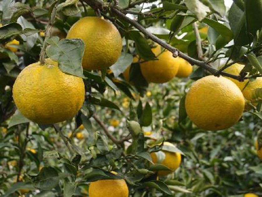 則岡醤油醸造元とコラボ 花粉症緩和の柑橘じゃばら果汁30 配合 じゃばらぽん酢 発売 耕作放棄地でじゃばら 栽培促進 和歌山や農業の活性化に寄与 株式会社ファイブワンのプレスリリース 則岡醤油醸造元とコラボ 花粉症緩和の柑橘じゃばら果汁30 配合 じゃばらぽん酢 発売 耕作放棄地でじゃばら 栽培促進 和歌山や農業の活性化に寄与 株式会社ファイブワンのプレスリリース