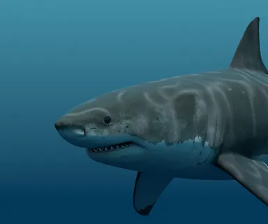 VR水槽_3　※画像はイメージです。