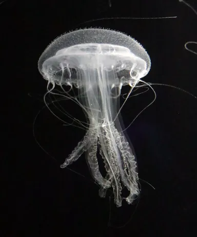 アマガサクラゲ　※画像はイメージです。