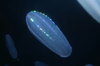 シンカイウリクラゲ　※画像はイメージです。