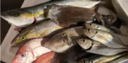 リターン：笠戸産季節の活き〆鮮魚セット