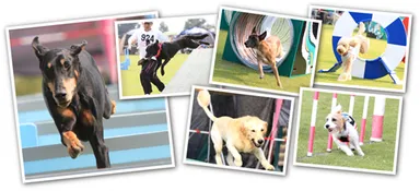 愛犬EX　イメージ