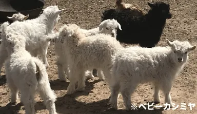 ベビーカシミヤ