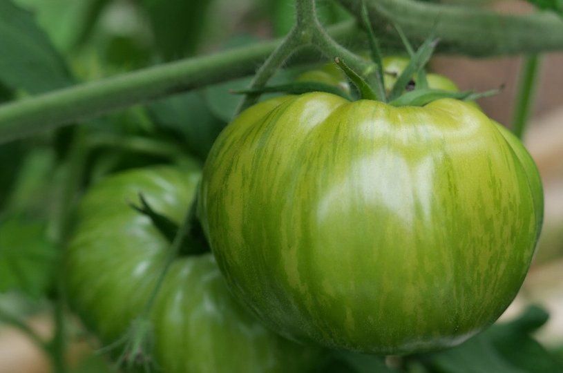 「フライドグリーントマト」用のエアルームのトマト