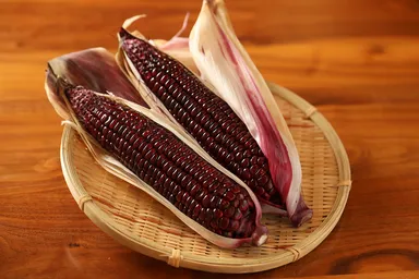 紫もちとうもろこし