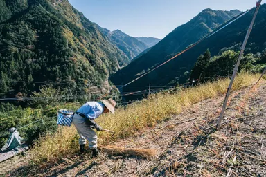 傾斜地での農作業