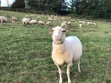 赤平めん羊牧場　放牧風景