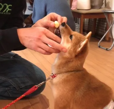 歯磨きも大丈夫