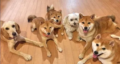 みんなでフセもこのとおり