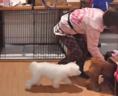 ピンポーンと鳴ったらハウスでおやつを食べてお利口♪叱らず吠えません