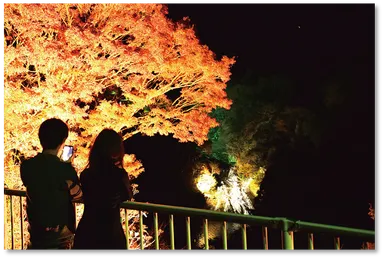 養老渓谷ナイト紅葉