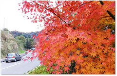 千葉県のロマンチックな紅葉スポット情報・地元の人だからこそ知っている隠れた情報を徹底調査！