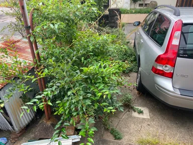 駐車場の植木 Before