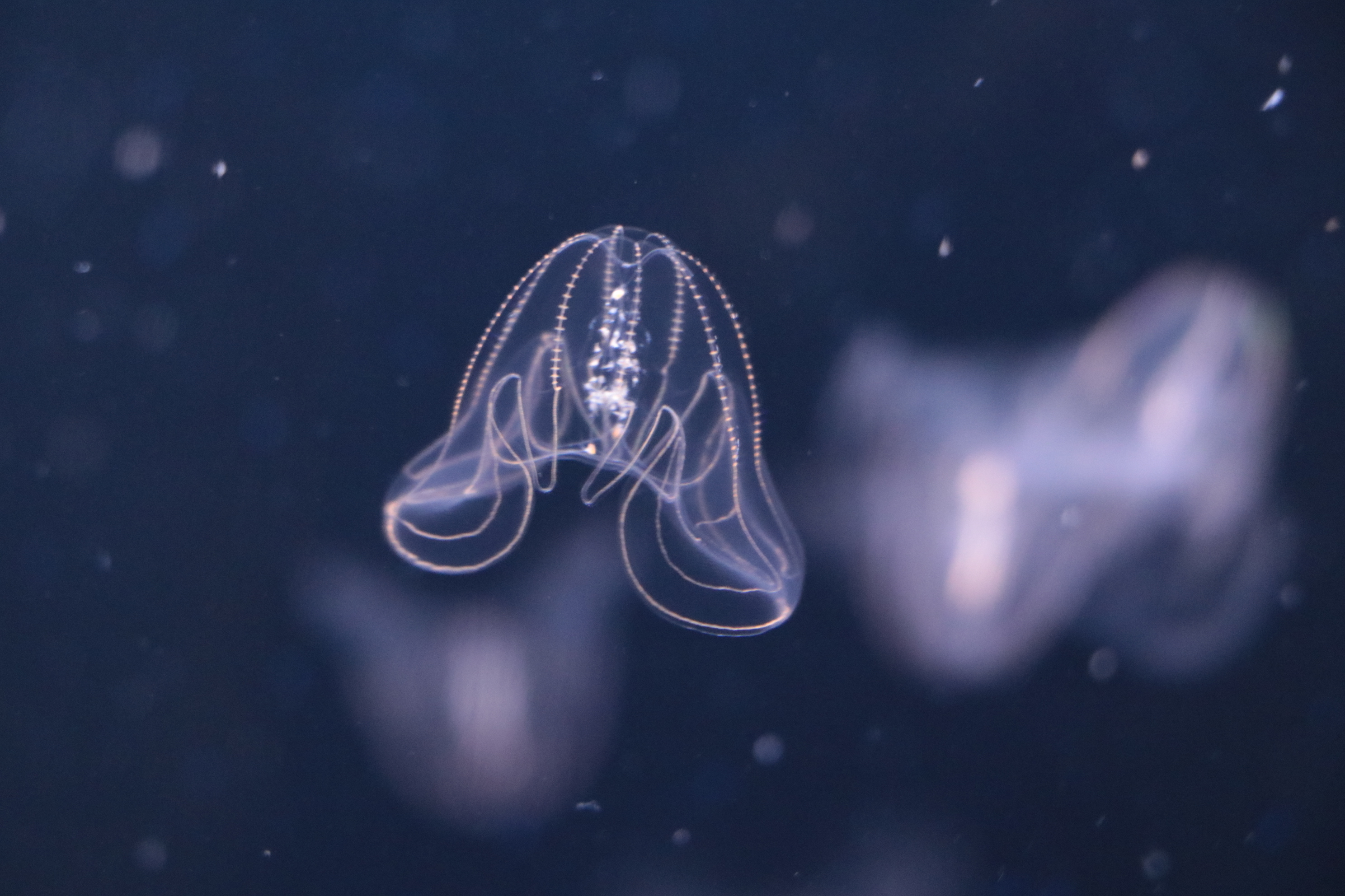 アクアワールド茨城県大洗水族館 リニューアルエリア名称決定 クラゲ大水槽 くらげ365 サメをテーマとした新感覚展示エリア シャークダディズルーム 年12月18日 金 18時より公開開始 アクアワールド茨城県大洗水族館 茨城県県民生活環境部生活文化課の