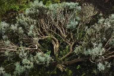 石井 智子さん2