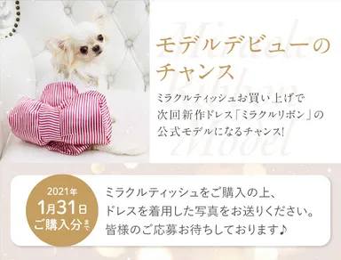 ドレスのモデル犬を大募集中！