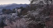 日本を代表する奈良吉野の桜