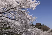 吉野山中千本桜