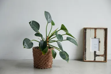 装着イメージベージュ