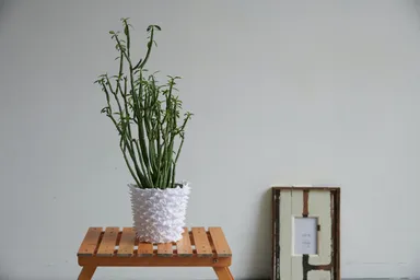 装着イメージ白