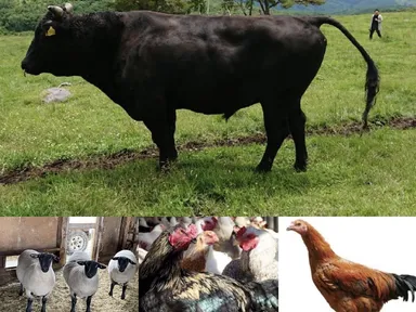 使用している精肉