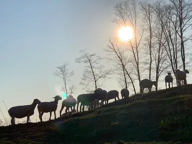 赤平めん羊牧場　放牧風景(1)