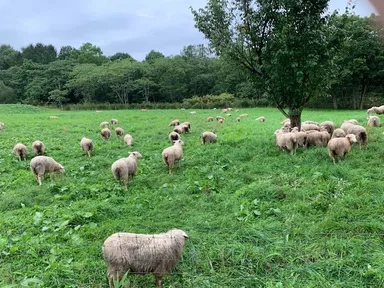 赤平めん羊牧場　放牧風景(3)
