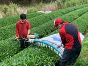 和束町湯船・二ノ瀬地区の茶畑