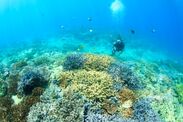 サンゴ礁が溢れる宜野湾美ら海
