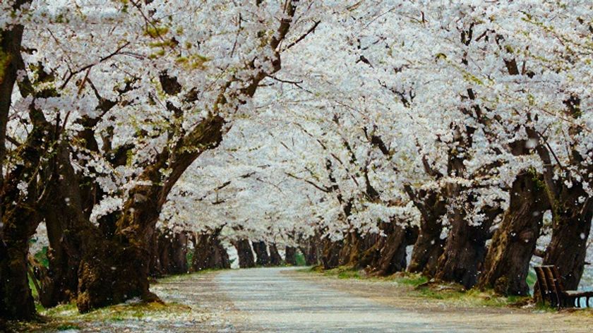 弘前さくらまつりpr動画 101回目への弘前公園の桜 第2回ふるさと動画大賞 を受賞 全国応募総数125点の中から最高賞の大賞 弘前 市首都圏キャンペーン実行委員会事務局 弘前市観光部観光課 のプレスリリース