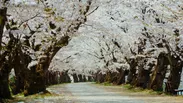 2020年春 弘前公園 桜のトンネル